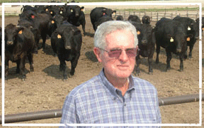 Gerry Pittenger and his Wagyu cattle at Callicrate Cattle Co.